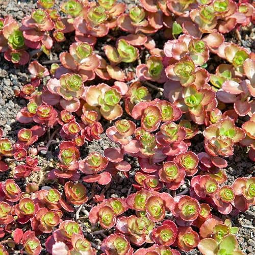 Fetthenne 'Fuldaglut', dunkelrot, 9x9 cm Topf