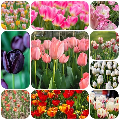 tulpenzwiebeln winterhart mehrjährig, tulpen zwiebeln Stauden tulpenzwiebel wohnzimmer topf pflanze frühblüher Exotische Pflanzen dekoration Tulpenknolle Gartendeko FüR DraußEn 3pcs