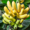 100 semi di banana gialla