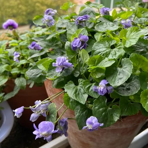 Duftveilchen Pflanze Samen, kräutergarten, seltene pflanzen Viola odorata, balkonpflanzen winterhart blumensamen mehrjährig winterhart gartendeko für draußen alte sorten saatgut 200pcs