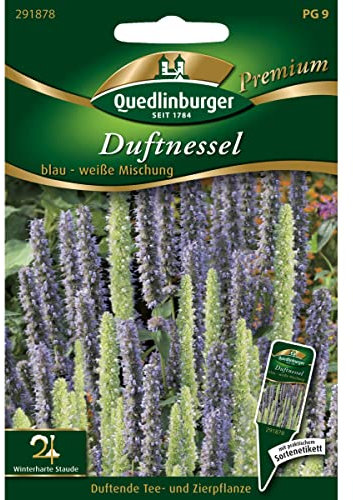 Duftnessel, blau - weiße Mischung