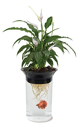 Penn-Plax (APON1) Aquaponic Planter and Aquarium for Betta Fish Tank Promotes Healthy Hydroponic Environment for Plants and Fish