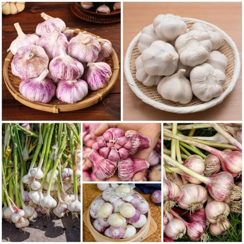 300 Pcs Knoblauch Samen Mehrjährig - Winterknoblauch Pflanzknoblauch Samen, Kräutergarten Geschenk, Küchenkräuter Knoblauch Samen, Gewächshaus Balkon, Kräuter Pflanzen Samen Alte Sorten,