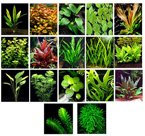 50 lebende Aquariumpflanzen / 17 verschiedene Arten – Amazonasschwerter, Anubias, Javafarn, Java-Moos, Ludwigia und mehr; tolle Pflanzentoppler für 22 - 22 Liter Aquarien.