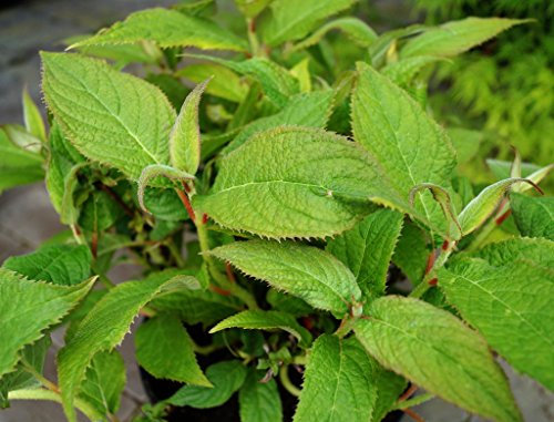 Hortensie blaue Blüte Zwerg- Samthortensie Hydrangea involucrata Containerware 40-50 cm hoch