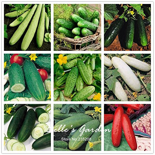 50pcs Variety Gurkensamen Garten Gurke-Samen Bio-Gemüsesamen Gartenpflanze DIY MIX