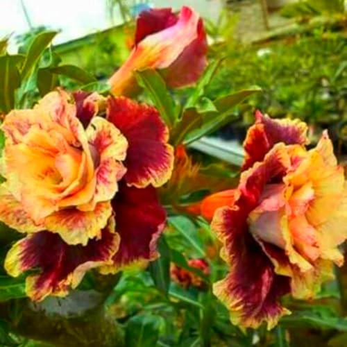 WüStenrose Zwiebeln, SchöNe BäUme,Schnellwachsend, Winterhart MehrjährigTopf Blumensamen,Zwiebelpflanzen, BlüHende Zwiebeln,Seltene Pflanzen Winterhart-1zwiebeln-B