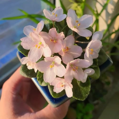 Usambaraveilchen Samen - pflanzen für sonnige plätze Saintpaulia ionantha - garten samen, bio samen blumenwiese samen mehrjährig winterhart wohnzimmer deko seltene pflanzen exotische 150pcs