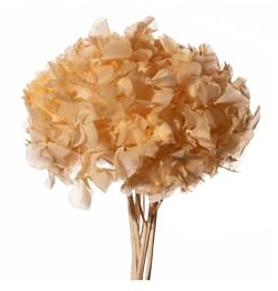 Pandecor Mazzo di Ortensie stabilizzate Colore Avorio d. 20 cm