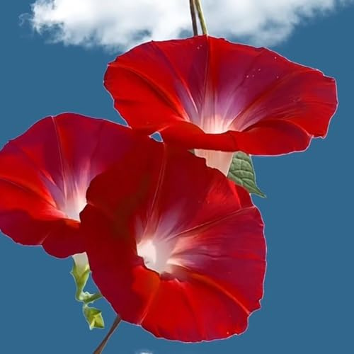 Semillas de la planta de gloria de la mañana, Decoración de jardín para exteriores Gloria de la mañana, Ipomoea nil, decoración floral semillas de flores plantas trepadoras resistentes 300pcs