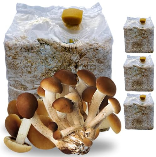 acquaverde | 3 Kit Coltivazione Funghi Pioppini, Agrocybe aegerita, Micelio selezionato di Prima Scelta, Facile Coltivazione, Ballette da 3 Kg
