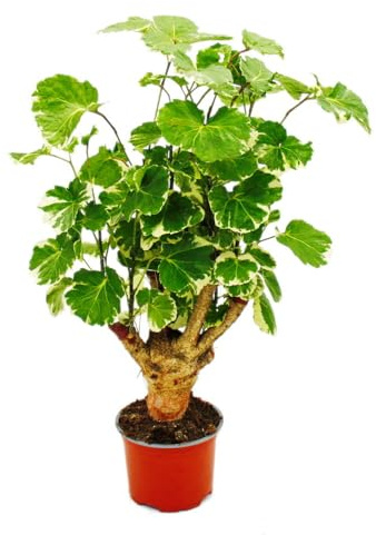 Exotenherz Weißbunte Fiederaralie - Polyscias balfouriana - pflegeleichte Zimmerpflanze - 12cm Topf