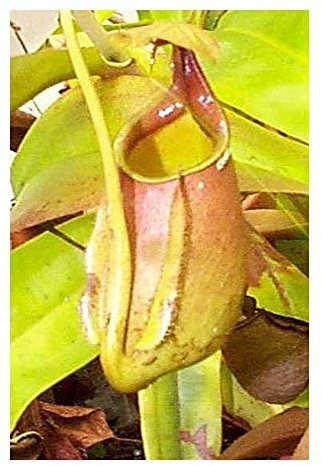 Nepenthes bicalcarata - Kannenpflanze - 10 Samen
