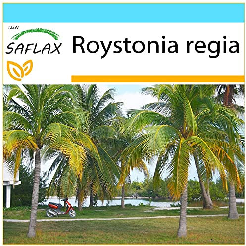 SAFLAX - Confezione regalo - Palma reale cubana - 8 semi - Roystonia regia
