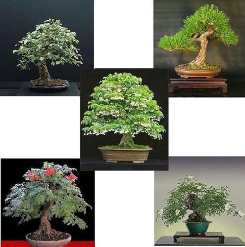 Noah - Semi di Bonsai - Piante da Interno - Bonsai di 7 Varietà