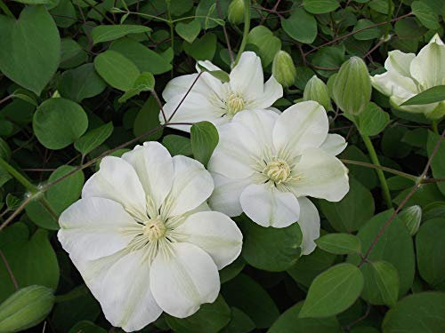 Clématite Guernsey Cream