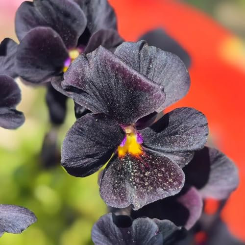 Stiefmütterchen Samen, balkonpflanzen winterhart Viola tricolor, bio saatgut, pflanzen samen steingartenpflanzen winterhart stiefmütterchen pflanzen kaufen stiefmütterchen pflanzen 300pcs