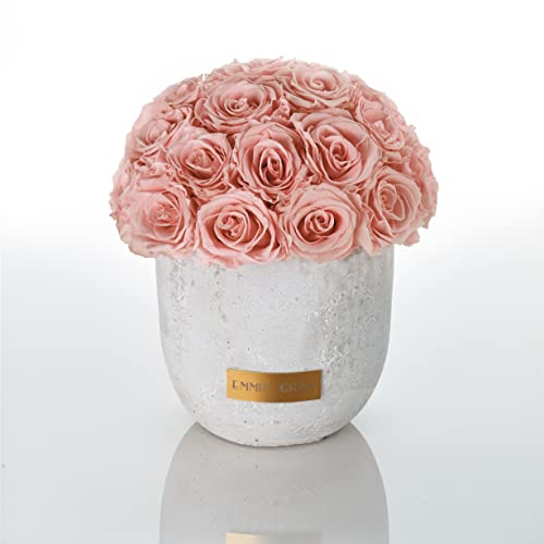 Solid Infinity Collection – Drömlika Infinity rosor, 1–3 års hållbara rosor, betongvas med äkta, konserverade rosor, ädla premiumrosor – storlek M (antique rosa)
