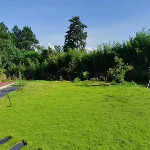 semillas de césped resistentes - en macetas resistentes, semillas de césped, balcón prado 5000pcs