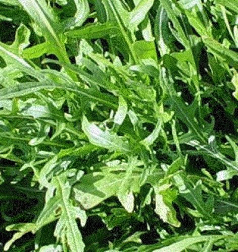 Graines de roquette Heirloom sans OGM paquet de 100 graines