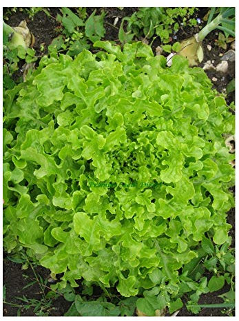 PREMIER SEEDS DIRECT - Lettuce - Salad Bowl Green - 5.6 Grams