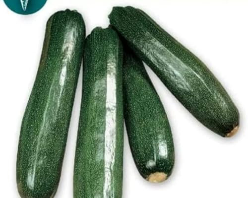 SEMILLAS CALABACIN BLACK BEAUTY VERDECORA