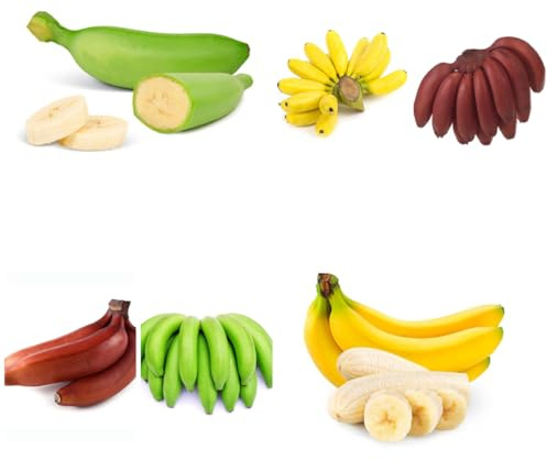 semillas de plátano de plátano resistentes con en uso exterior, plátanos jardín rocas con resistentes jardín en 65semillas