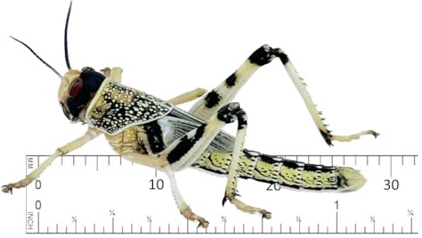 Livefood UK Live Locusts Medium/Large size 20mm to 35mm MEGA TUB of 25 Live Locusts (Reptile Livefood)