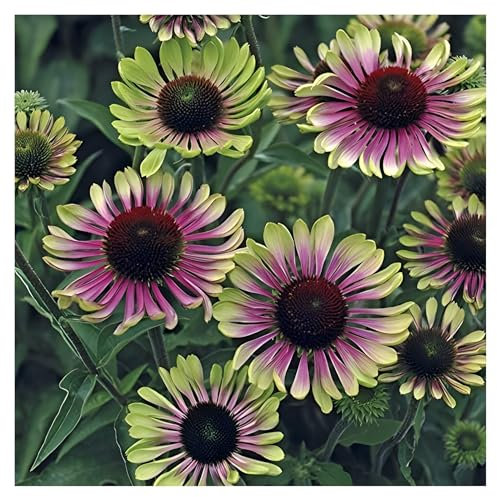 3 x Echinacea purpurea 'Green Twister' (Stauden/Staude/Mehrjährig/Winterhart) Bunt Grüner Purpursonnenhut - Ein einzigartiges Farbspiel für den Garten - sehr Bienenfreundlich - von Stauden Gänge