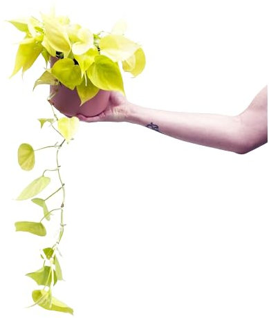 Potho Neón Natural una Planta Tapizante para Decorar con Estilo