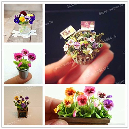 200pcs mischte Farbe seltene Mini Stiefmütterchen Samen Wellenförmige Viola Tricolor Blumensamen Heller schöner folwer Mini Bonsai für Hausgarten