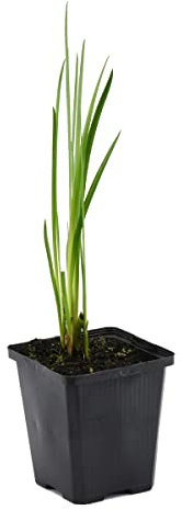 Bloomique - Acorus Calamus - Europäischer Kalmus - Teichpflanzen Winterhart - Wasserpflanzen - Zone 1-2 - Höhe 10-20 cm - Topf 9 cm