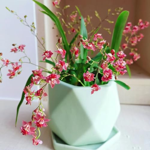 80 Pc Semillas De Orquidea Oncidium - Plantas Resistentes Para Balcón, Plantas Resistentes Para Jardín. (Oncidium Híbrido) Decoración De Jardín Para Exterior, Plantas De Balcón. Plantas