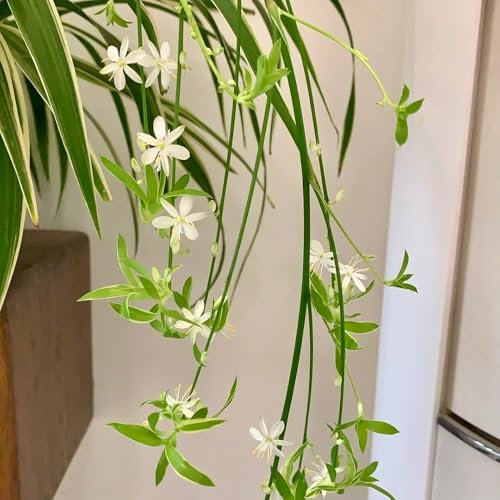 grünlilie zimmerpflanze samen, zimmerpflanzen pflanzen für garten garten geschenke für frauen garten pflanzen pflanzen winterhart draußen kübelpflanzen winterhart pflanzen samen 100pcs