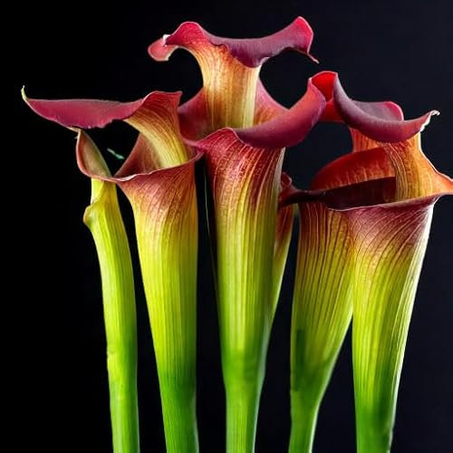 Sarracenia Seeds - Sarracenia Flava Rare Species Carnivorous - 7 Seeds