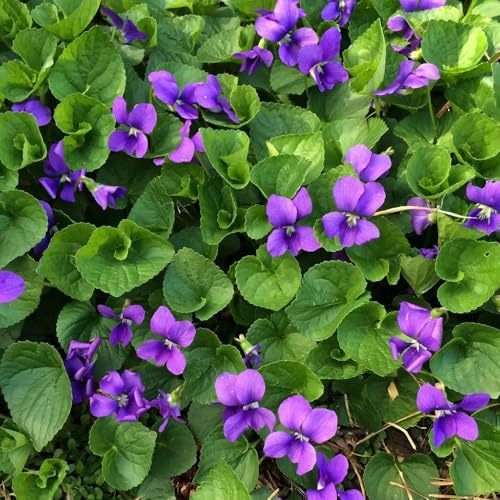 350 piezas semillas de violetas fragantes, exóticas perenne resistente decoración jardín para exteriores