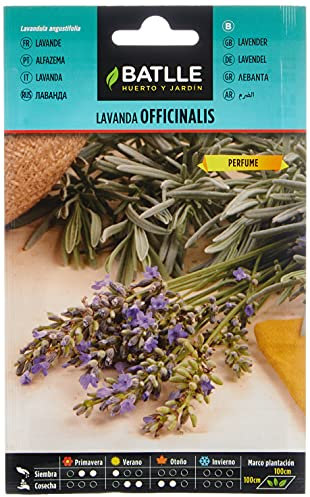 Graines aromatiques de Batlle - Lavande officinale (1g), bleue