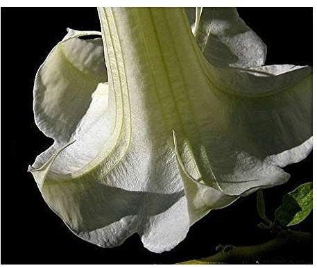 Exotic Plants Brugmansia Double White - Engelstrompete - 5 Samen
