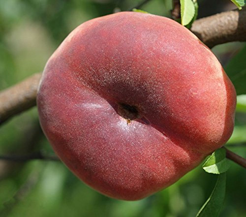 Müllers Tellerpfirsich 'Plati For Two' ca. 150 cm im 7,5 Liter Topf