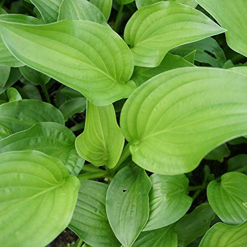 Blumixx Stauden Hosta Plantaginea-Hybride 'Royal Standard' – Funkie im 1,0L Topf, weiß blühend, duftend, winterhart & pflegeleicht, für Sonne & Halbschatten, ideal als Bodendecker & Beetstaude