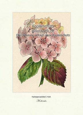 Stampa artistica di ortensia Hydrangea opulodes arbusti ornamentali Vilmorin A3 322