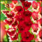 Bulbi Di Fiori Di Gladiolo,Fiori Di Gladiolo,Bulbo Di Gladiolo,Giardino Per Balcone,Esterno Decorazione Floreale Piante In Vaso Resistenti-8Bulbi-b