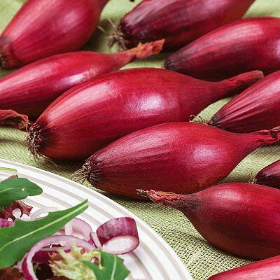 Seeds4planting - Seeds Red Banana Shallot Onion Non GMO Heirloom