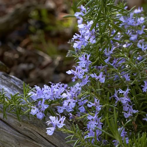 semi di rosmarino - rare vecchie varietà giardino di balcone con aiuola resistenti per il giardino da cucina da roccioso 200pcs