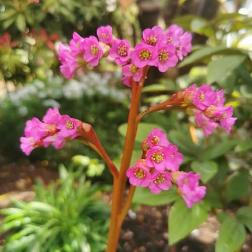 Bergenia resistente - giardino semi di semi da giardino balcone 100pcs