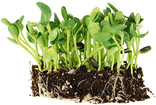 1.5 Lb Organic Non-GMO Black Oil Sunflower Microgreens and Sprouting Seeds (Shell On) - Edible Sun Flower Micro Green Seed, Organic Sprout Seeds for Sprouting, and Sprout Mix