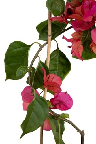 Buganvilla Planta Trepadora NATURAL Perfecta para Jardines y Terrazas - Flores Naturales de Gran Belleza