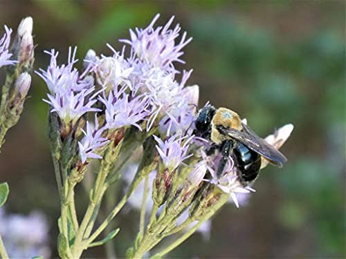 20 pezzi di semi di banana