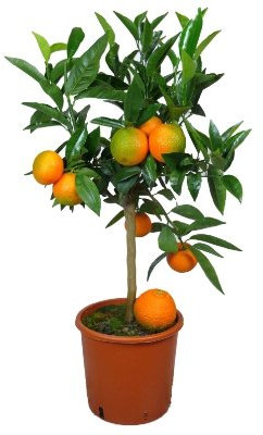 Meine Orangerie Clementinenbaum - süße Clementine - echter Citrusbaum - fruchtreifes Bäumchen für Garten, Balkon oder Terrasse (Topf Ø 22cm)
