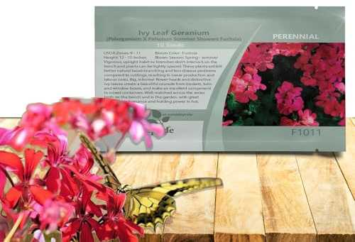 Outsidepride Fuchsia Ivy Leaf Geranium Seeds for Planting - 20 Pcs Perennial, Heat & Drought Tolerant Flower Seeds with Green Foliage & Fuchsia Blooms for Pots, Borders & Lush Summer Garden Displays
